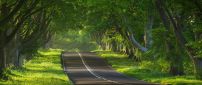 Very nice road with trees on both sides