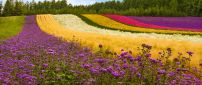 Row with colorful flowers