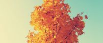 Orange autumn leaves HD