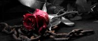 Red rose on a rusty chain in a desolate place
