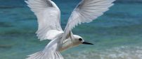 White seagull flying above the seashore