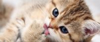 Sweet cat with tongue out