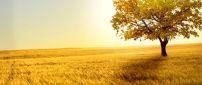 Golden field with wheat in the sunset - summer time