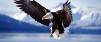Big eagle - the furious bird
