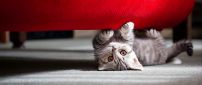 Grey kitty under the red sofa - HD wallpaper