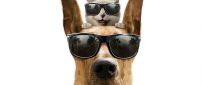 Dog and cat with glasses - The Marmaduke movie