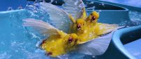 Three ducks on the water slide - Funny wallpaper