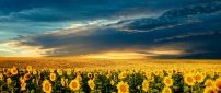 Sunflowers field in the sunset - summer time