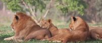 Many lions resting in the shade on the grass