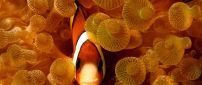 Clown fish in the water - Amphiprion species
