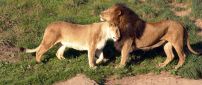 Lion and lioness are cocker -  Wild Animals