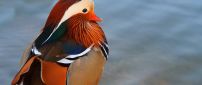 Beautiful colorful mandarin duck