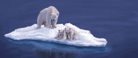 A polar bear and two cubs on the ice island