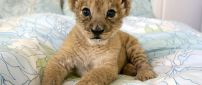 A sweet lion cub in a bed