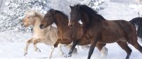 Three different horses running in the snow