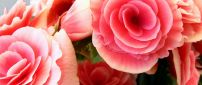Pink roses in a bouquet - Flowers wallpaper