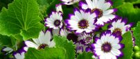 White flowers with purple petals peaks and green leaves