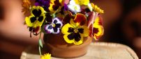 Many colored pansies in the pot