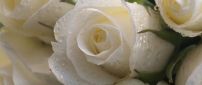 White roses with raindrops - Delicate flowers