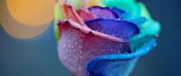 A rose in the rainbow colors