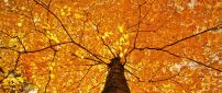 A crown of tree with yellowed leaves