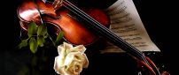 The music of violin  and a beautiful white rose