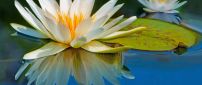 Beautiful white water lilies in the water