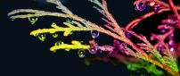 Colorful branches with waterdrops - Abstract wallpaper