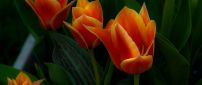 Beautiful orange tulips - Spring Flowers