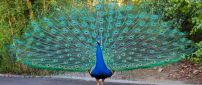 A beautiful peacock with blue feathers on the road