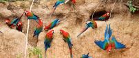 Many parrots pierce the walls of earth