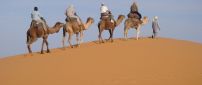 Men on camels climb hills of sand in dessert