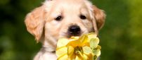 A sweet puppy eats a yellow rose