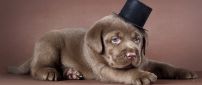 Brown dog with a black hat - Cute dog