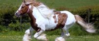 Beautiful white and brown horse running on the field