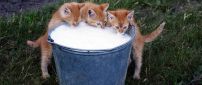 Three brown kittens with snout in milk bucket
