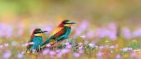 Beautiful two colorful birds in the grass