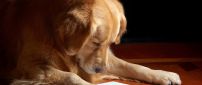 A dog reading the paper - Funny wallpaper
