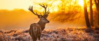 A deer in the frozen grass in sunlight