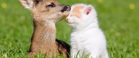 A baby deer and white kitten on the grass - Love moment