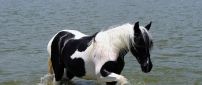 White and black horse walking in the water