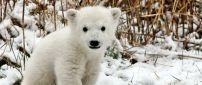 A sweet polar bear cub on the snow