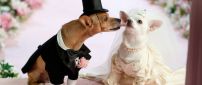 Wedding between puppies - Cute animals