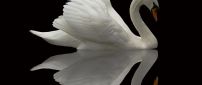 A beautiful swan in the mirror on black background