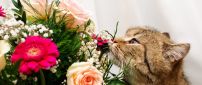 A cute gray cat smells the flowers