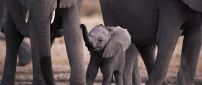 A cute small elephant between many big elephants