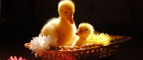 Two chickens duck in a basket with flowers