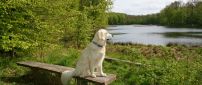 White dog sits on a bench near the river