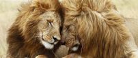 A lions couple in the grass - Love moment