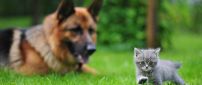 A german shepherd dog seeks gray kitten in the garden